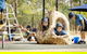 Good Shepherd Lutheran College NT - thumb 7